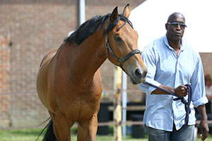 Coachen met paarden | Dorris Vlas