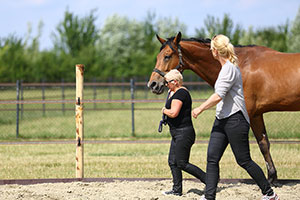 Coachen met paarden | Dorris Vlas