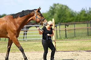 Coachen met paarden | Dorris Vlas