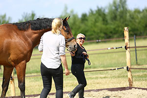 Coachen met paarden | Dorris Vlas