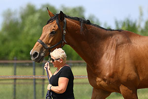 Coachen met paarden | Dorris Vlas