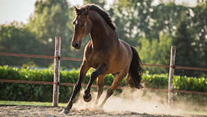 Coachen met paarden voor natuurlijk leiderschap - Eleonore EQuus