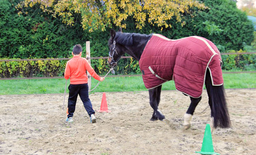 Coachpaard - Eleonore EQuus