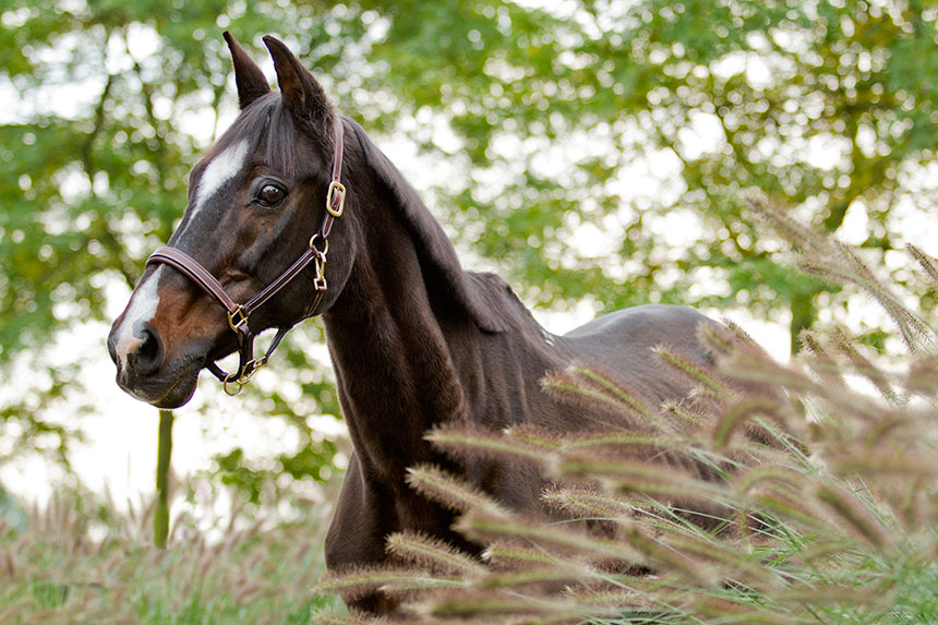 Trendy - Eleonore Equus